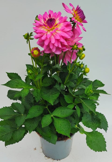 x1 Dahlia Maxi Salinas 19cm/3Ltr