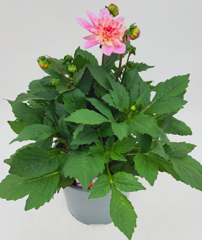 x1 Dahlia Maxi Starburst Pink 19cm/3Ltr