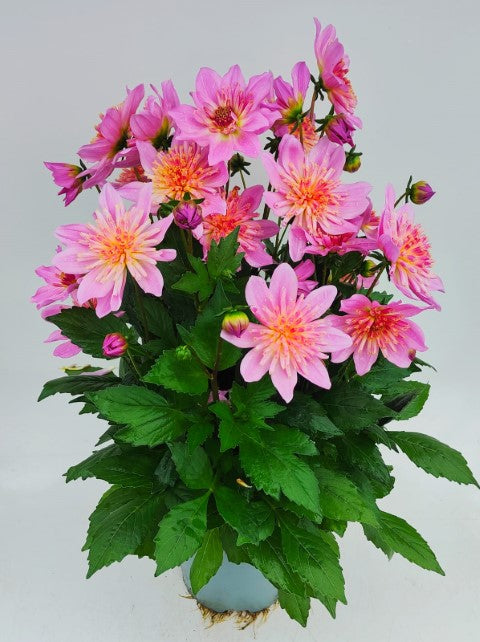 x1 Dahlia Maxi Starburst Pink 19cm/3Ltr