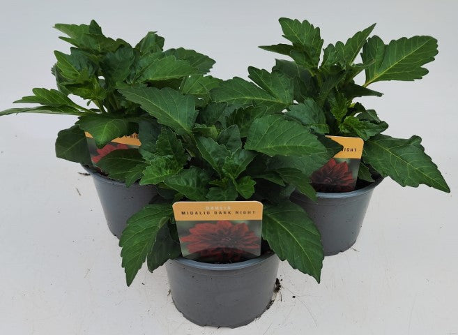 x2 Dahlia Midalio Dark Night 13cm/1Litre