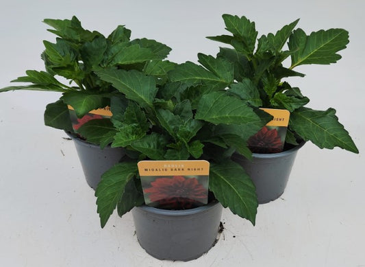 x2 Dahlia Midalio Dark Night 13cm/1Litre