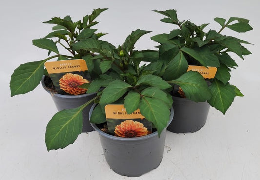 x2 Dahlia Midalio Orange 13cm/1Litre
