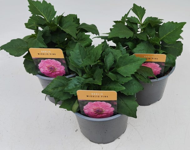 x2 Dahlia Midalio Pink 13cm/1Litre