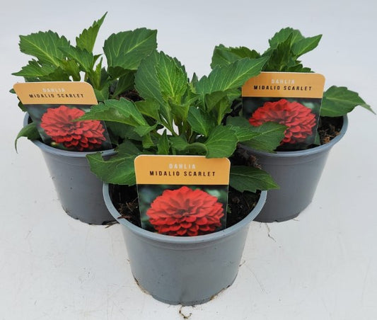 x2 Dahlia Midalio Scarlet 13cm/1Litre