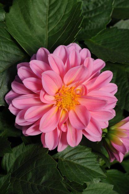 x3 Dahlia Dahlietta Emily 10.5cm/9cm