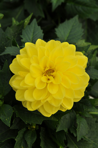 x3 Dahlia Dahlietta Julia 10.5cm/9cm