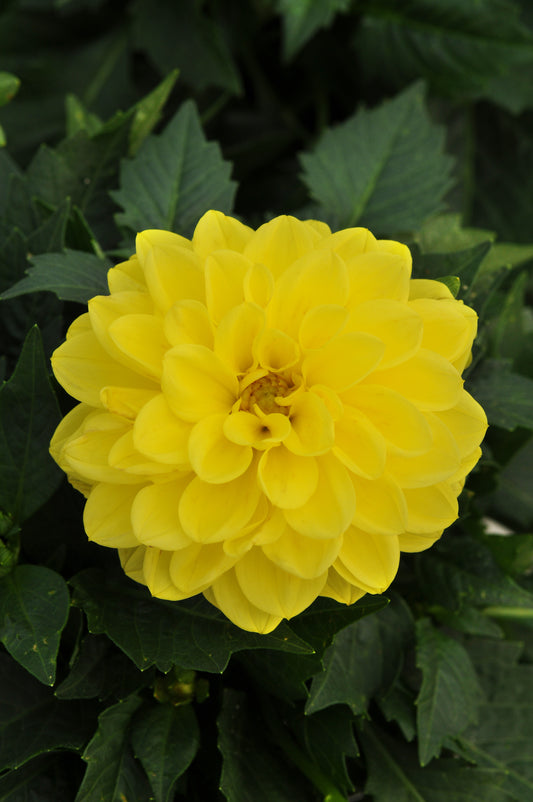 x3 Dahlia Dahlietta Julia 10.5cm/9cm