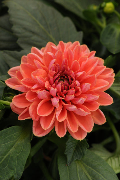 x3 Dahlia Dahlietta Lily 10.5cm/9cm