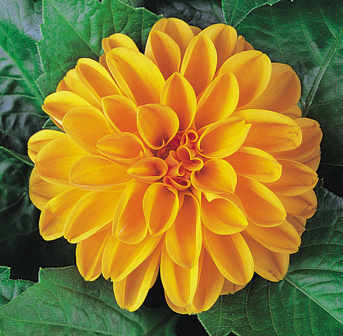 x3 Dahlia Dahlietta Linda 10.5cm/9cm