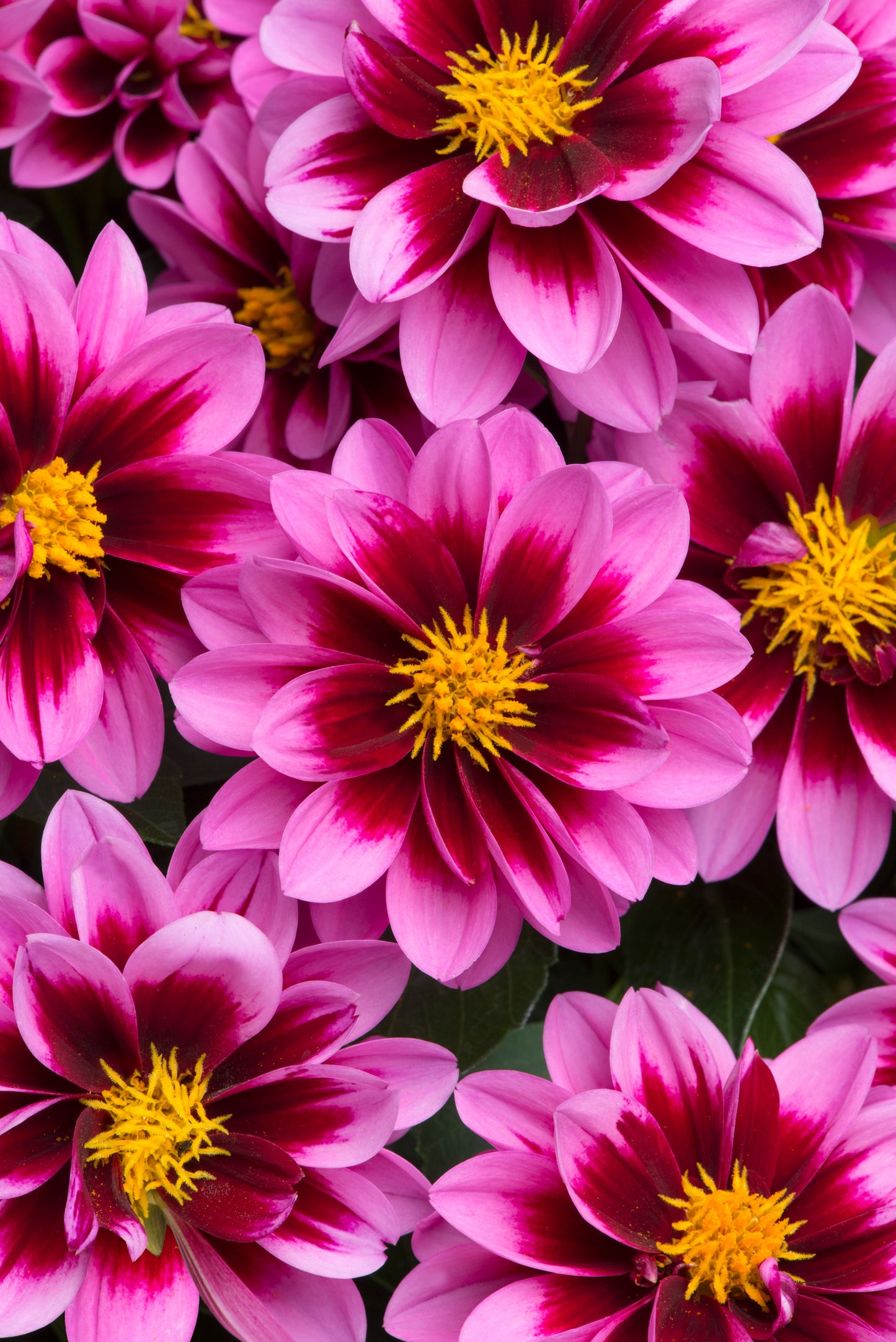 x3 Dahlia Dahlietta Surprise Demi 10.5cm/9cm