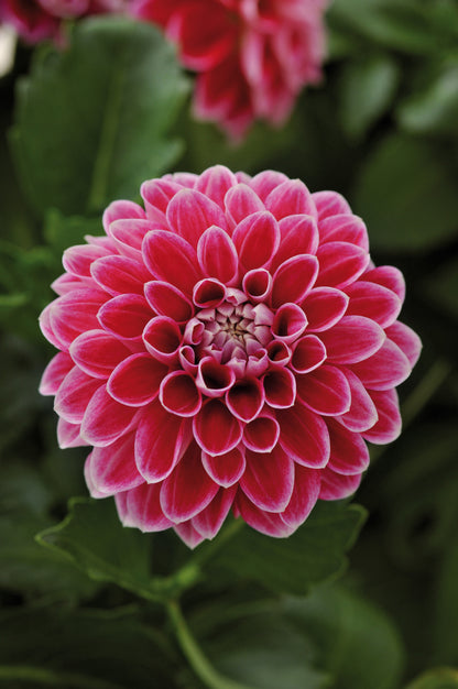 x3 Dahlia Dahlietta Surprise Louise 10.5cm/9cm