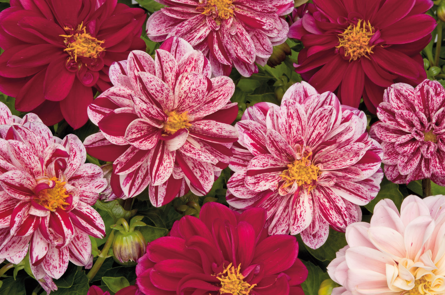 x3 Dahlia Dahlietta Surprise Paula 10.5cm/9cm