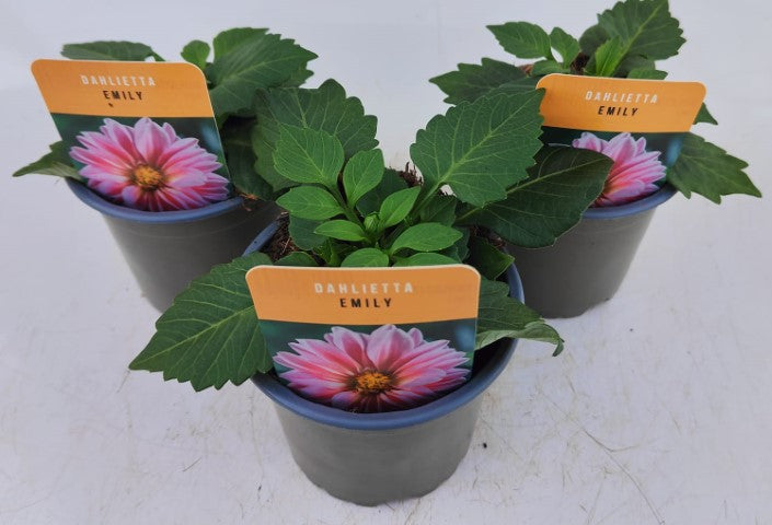 x3 Dahlia Dahlietta Emily 10.5cm/9cm