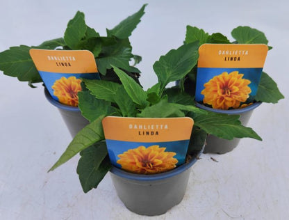 x3 Dahlia Dahlietta Linda 10.5cm/9cm