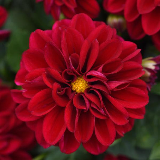 x3 Dahlia Dahlietta Patty 10.5cm/9cm