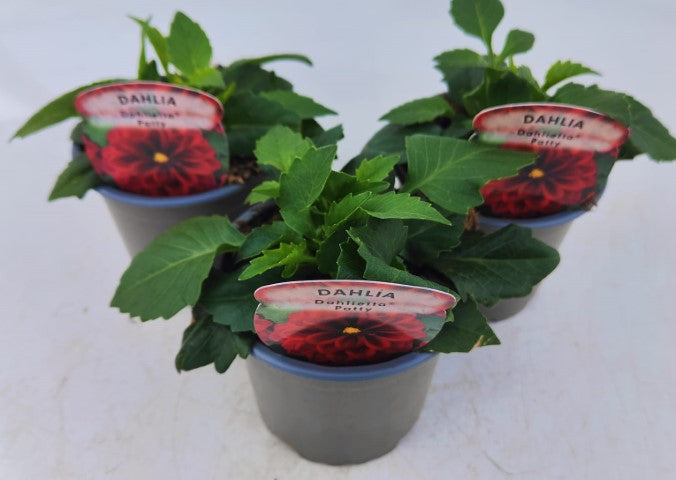 x3 Dahlia Dahlietta Patty 10.5cm/9cm