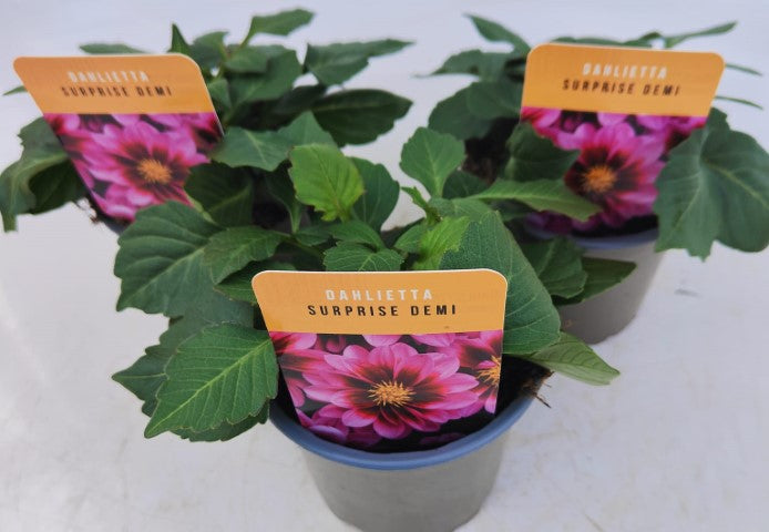 x3 Dahlia Dahlietta Surprise Demi 10.5cm/9cm