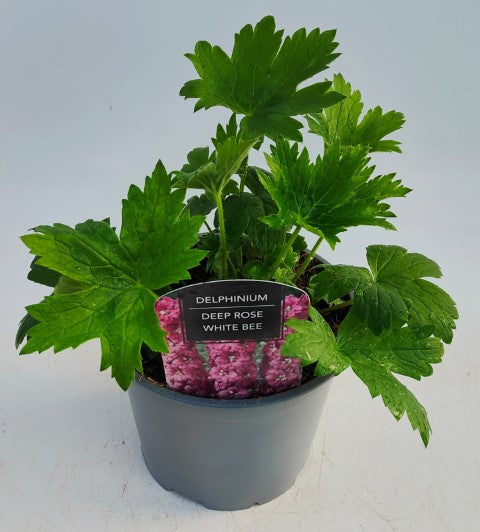 x1 Delphinium Magic Fountain Deep Rose White Bee 19cm/3Ltr
