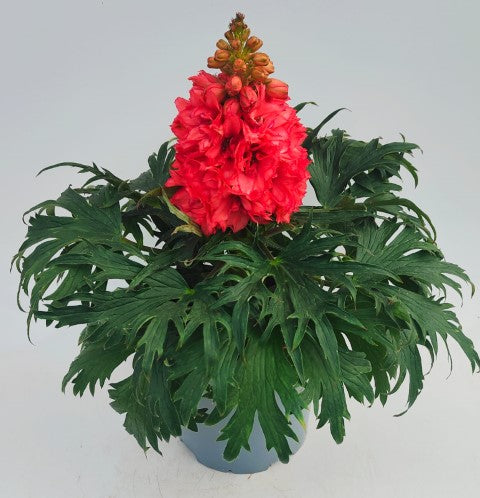 x1 Delphinium Lark Red 19cm/3Ltr