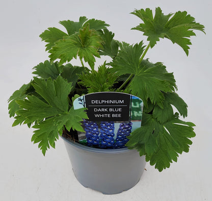 x1 Delphinium Magic Fountain Dark Blue White Bee 19cm/3Ltr