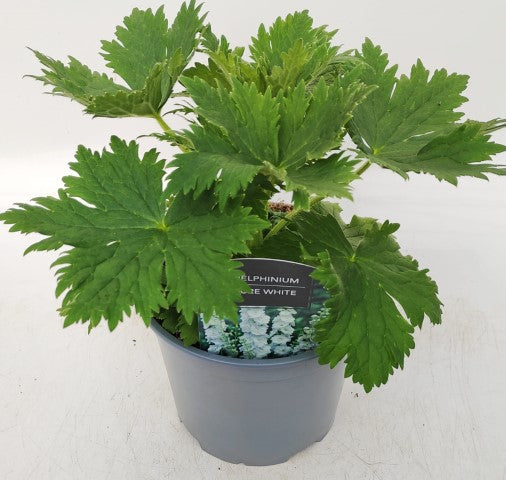 x1 Delphinium Magic Fountain Pure White 19cm/3Ltr