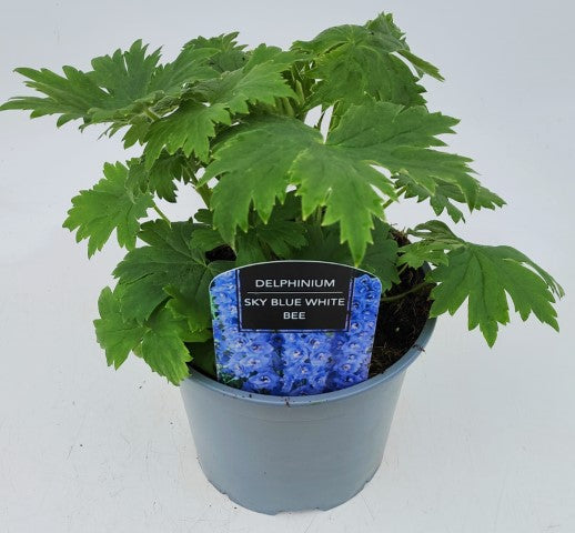 x1 Delphinium Magic Fountain Sky Blue White Bee 19cm/3Ltr