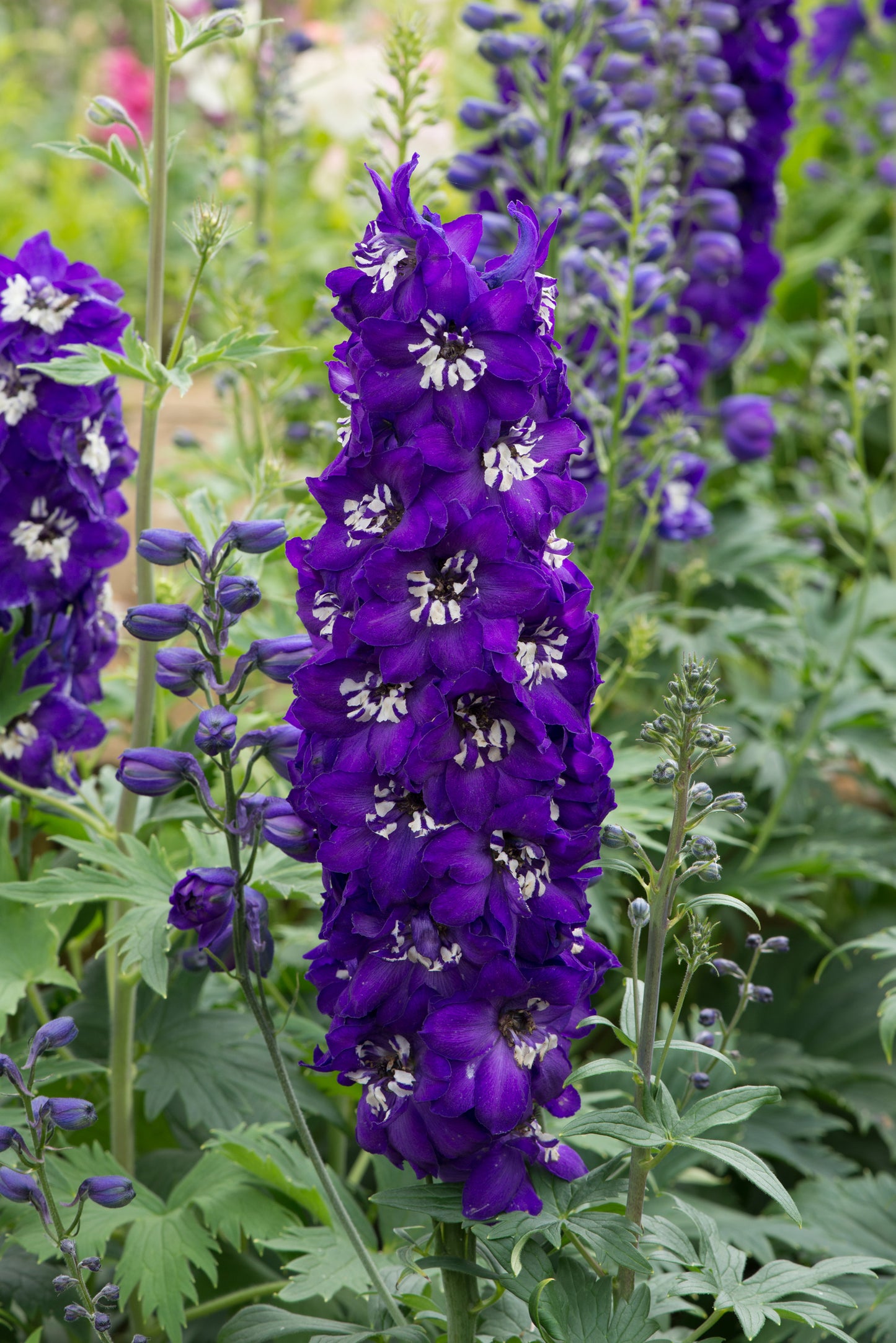 x1 Delphinium Magic Fountain Dark Blue White Bee 19cm/3Ltr
