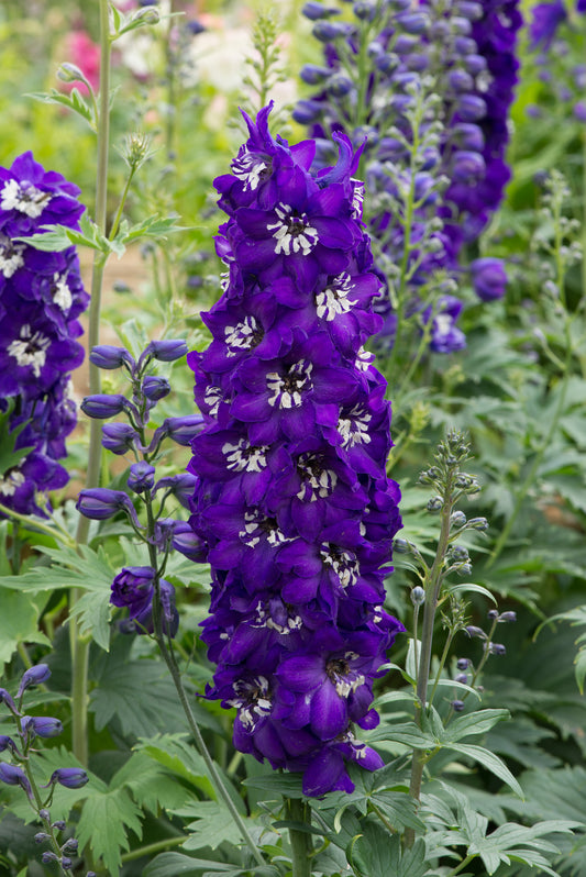 x1 Delphinium Magic Fountain Dark Blue White Bee 19cm/3Ltr