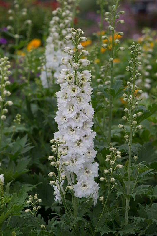 x1 Delphinium Magic Fountain Pure White 19cm/3Ltr