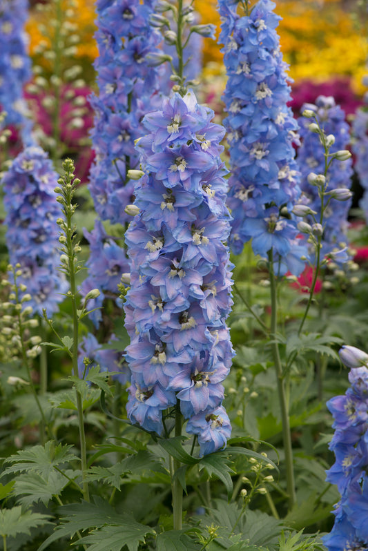 x1 Delphinium Magic Fountain Sky Blue White Bee 19cm/3Ltr