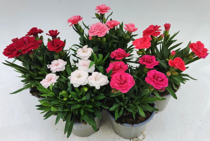 x3 Dianthus Oscar Mix Plants 10.5cm/9cm