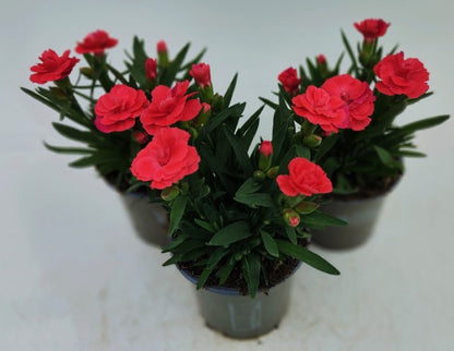 x3 Dianthus Oscar Red 10.5cm/9cm