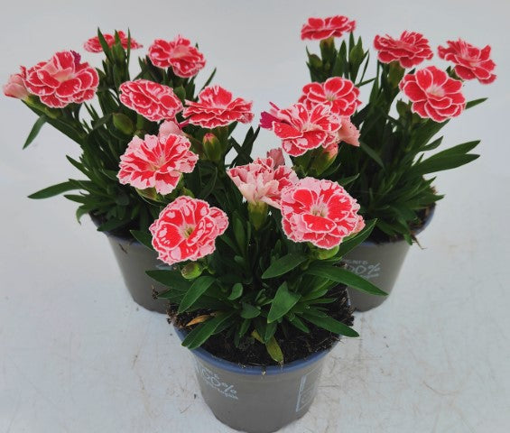 x3 Dianthus Oscar White & Red 10.5cm/9cm