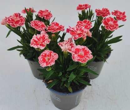x3 Dianthus Oscar White & Red 10.5cm/9cm