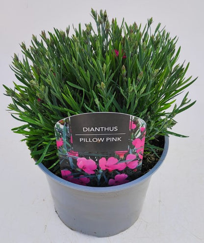 x1 Dianthus Pillow Pink - 17cm/2Litre