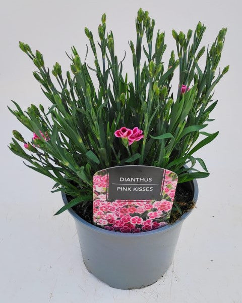 x1 Dianthus Pink Kisses - 17cm/2Litre