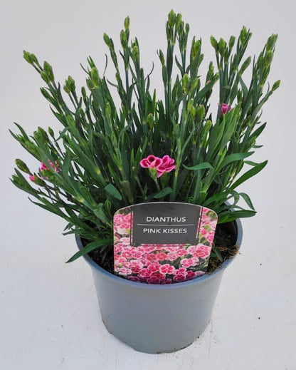 x1 Dianthus Pink Kisses - 17cm/2Litre