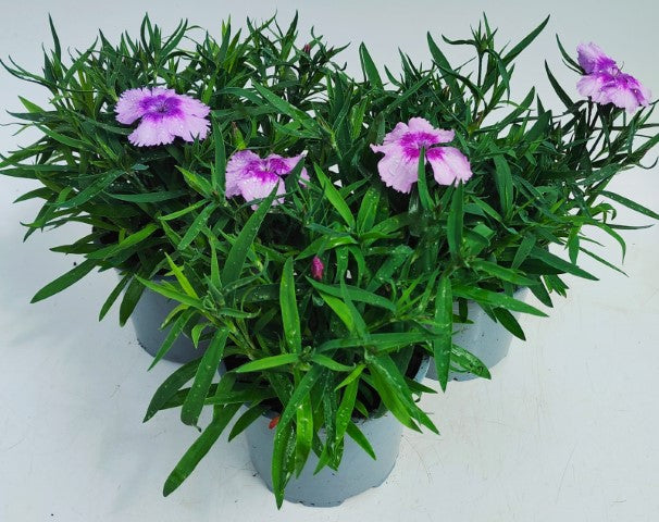 x2 Dianthus Coronet Lavender Picotee 13cm/1 Ltr