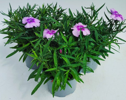 x2 Dianthus Coronet Lavender Picotee 13cm/1 Ltr
