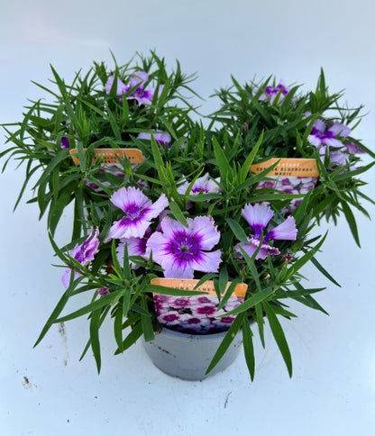 x2 Dianthus Coronet Blueberry Magic 13cm/1 Ltr