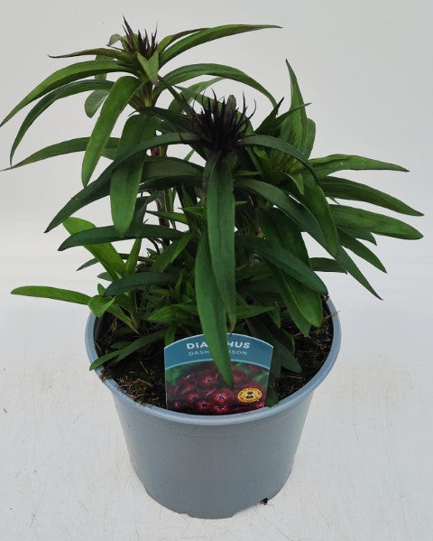 x1 Dianthus Dash Crimson 19cm/3Ltr