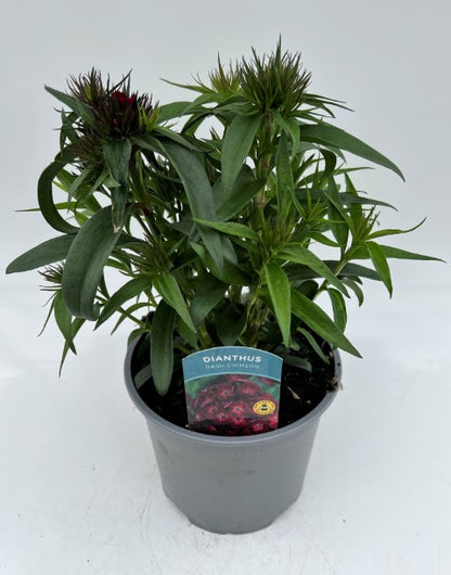 x1 Dianthus Dash Crimson 19cm/3Ltr