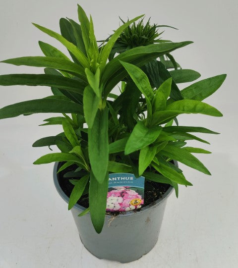 x1 Dianthus Dash Magician 19cm/3Ltr
