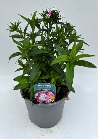 x1 Dianthus Dash Magician 19cm/3Ltr