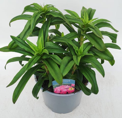 x1 Dianthus Dash Pink 19cm/3Ltr