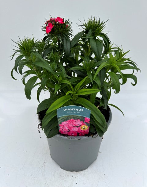 x1 Dianthus Dash Pink 19cm/3Ltr