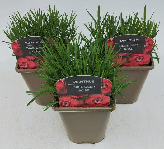 x2 Dianthus Dixie Deep Rose 13cm/1Litre