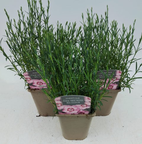 x2 Dianthus Dixie Red Rose Bicolour 13cm/1Litre