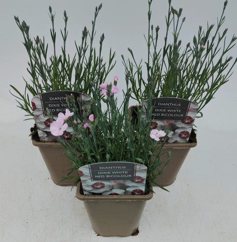 x2 Dianthus Dixie White Red Bicolour 13cm/1Litre