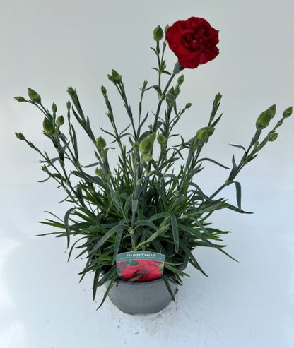 x1 Dianthus Scent First Passion 17cm/2Litre